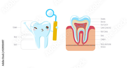 Tooth anatomy. tooth structure. Cute tooth and cut isolated on white background with description. enamel, dentin, dental pulp with roots. Vector illustration.