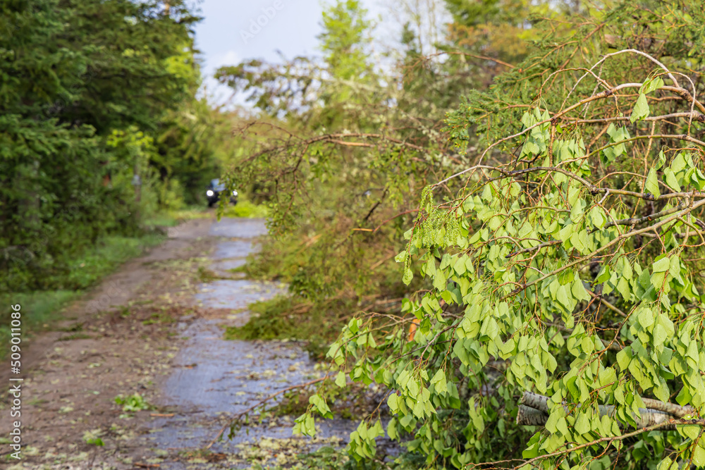 Uprooted trees and severed branches are seen blocking a rural road in Quebec after a storm with high winds. Blurry car headlights seen in background. Uprooted trees and severed branches are seen blocking a rural road in Quebec after a storm with high winds. Blurry car headlights seen in background.