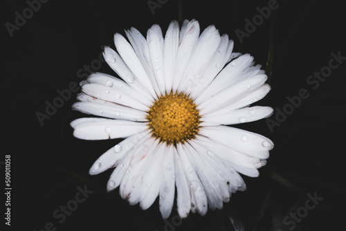 Closeup of Daisy Flower