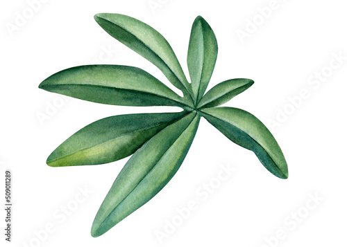 Passionflower leaf on isolated white background  watercolor illustration painting