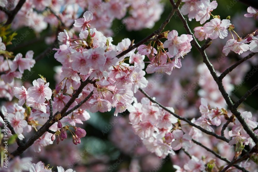 Fototapeta premium pink cherry blossom