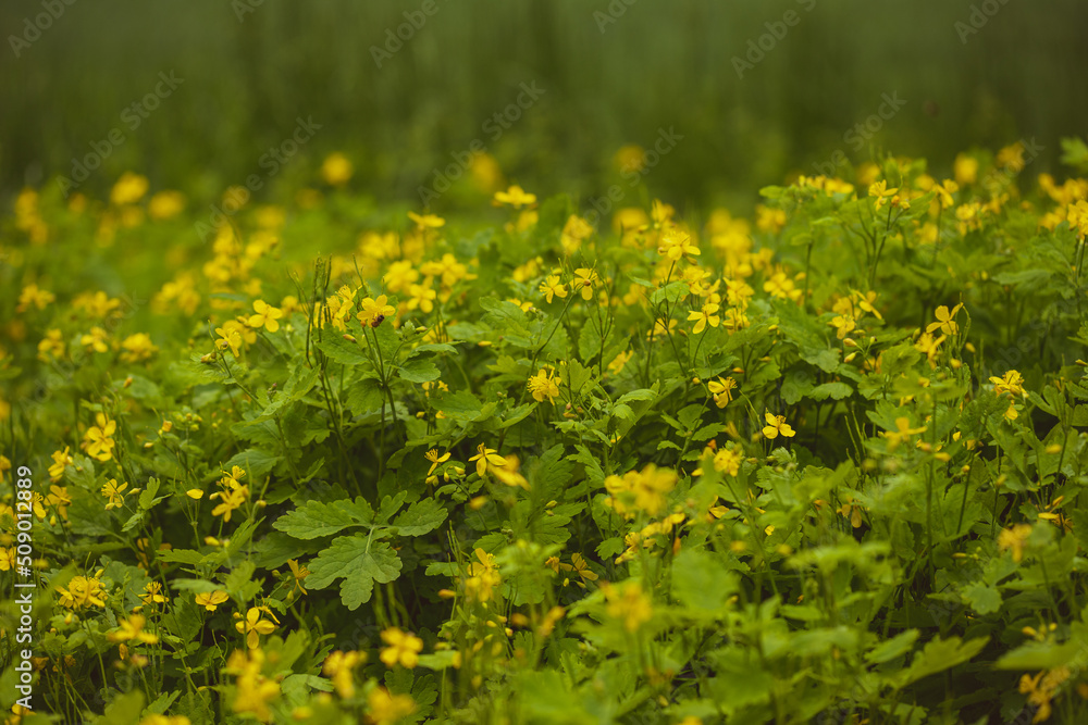 Chelidonium majus, greater celandine herb in meadow yellow flowers closeup selective focus Chelidonium majus, greater celandine herb in meadow yellow flowers closeup selective focus