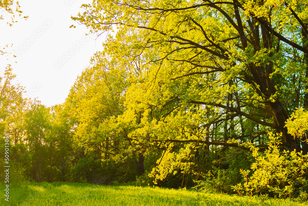 Fototapeta premium A beautiful oak tree in a grassy field with the sun shining through the green branches