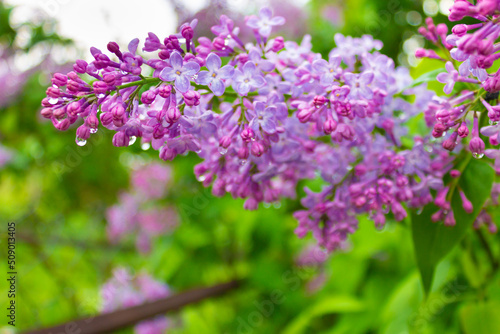 Soft focus image of purple lilac blossoming branch. Spring blooming lilac flowers