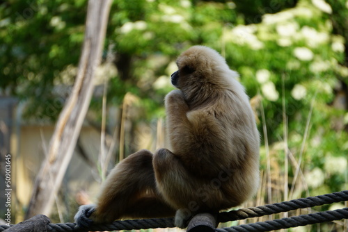 portrait of a long macaque © Bradley