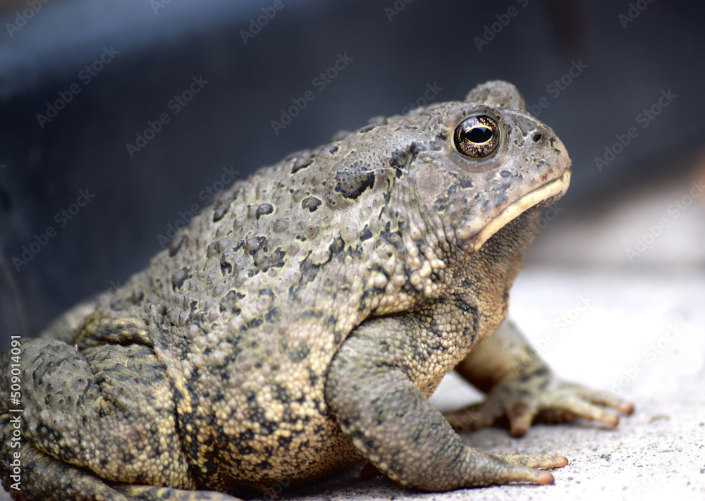 frog on the ground frog on the ground