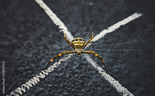 spider on the web Fototapet