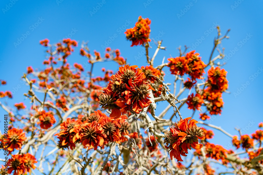 Blossoming red flowers on treetop branches on blue sky in spring Blossoming red flowers on treetop branches on blue sky in spring