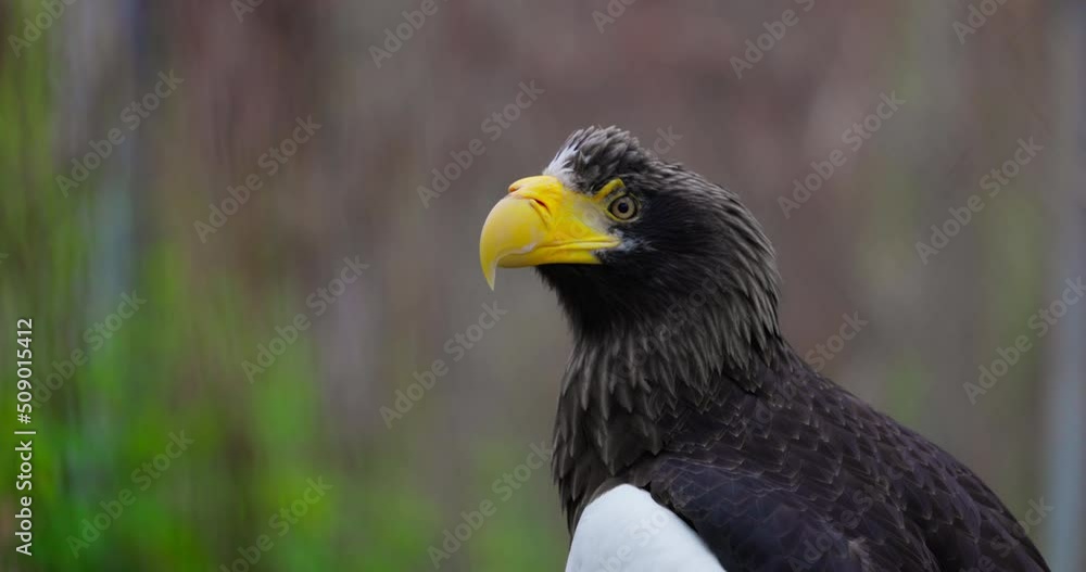 Steller's sea eagle (Haliaeetus pelagicus). Wildlife animal. detail portrait of rare bird. Close-up portrait of beautiful proud bird. 4K Slow motion 120 fps, ProRes 422, 10 bit video Steller's sea eagle (Haliaeetus pelagicus). Wildlife animal. detail portrait of rare bird. Close-up portrait of beautiful proud bird. 4K Slow motion 120 fps, ProRes 422, 10 bit video