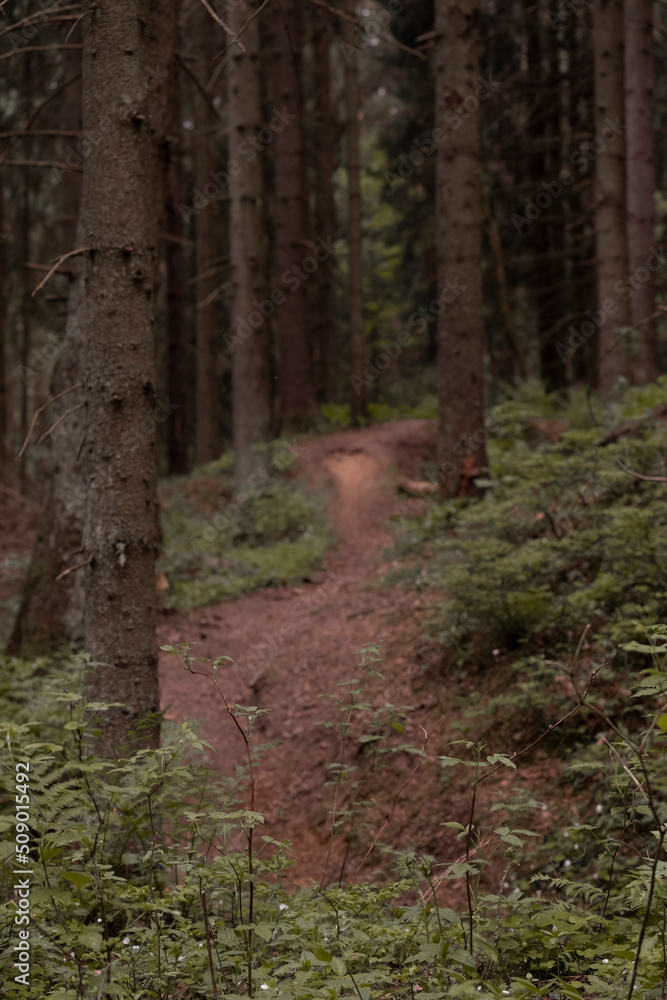 Obraz premium footpath in a dark northern spruce forest with soft selective focus