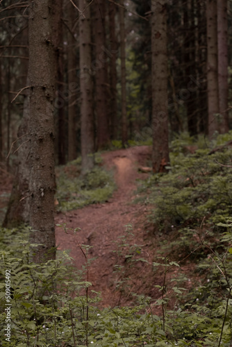 footpath in a dark northern spruce forest with soft selective focus