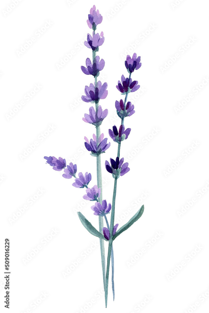 Naklejka premium Set of lavender flowers, lavandula flowers on isolated white background, watercolor illustration