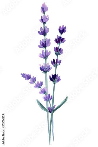 Set of lavender flowers, lavandula flowers on isolated white background, watercolor illustration