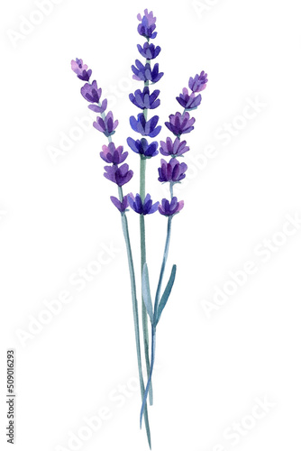 Lavender flower on isolated white background, watercolor illustration