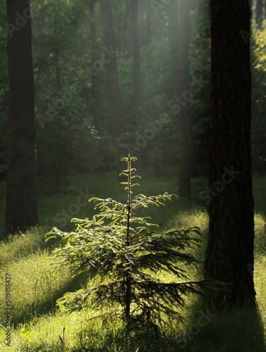 Forest early summer morning