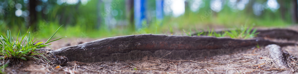 Fototapeta premium Close-up roots of pine in forest. Low point of view in nature landscape. Blurred nature panoramic background copy space. Ecology environment
