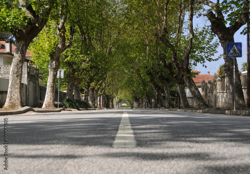 Estrada com túnel de árvores, linha tracejada no centro da estrada photo