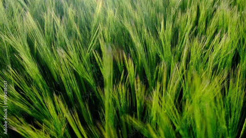 Background Of Wind Blowing In A Wheat Field At Sunset Background Of Wind Blowing In A Wheat Field At Sunset
