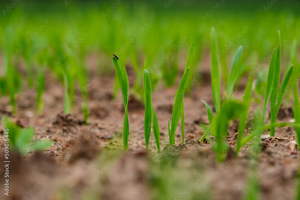 Sprouts of young barley or wheat that have just sprouted in the soil, dawn over a field with crops. Sprouts of young barley or wheat that have just sprouted in the soil, dawn over a field with crops.