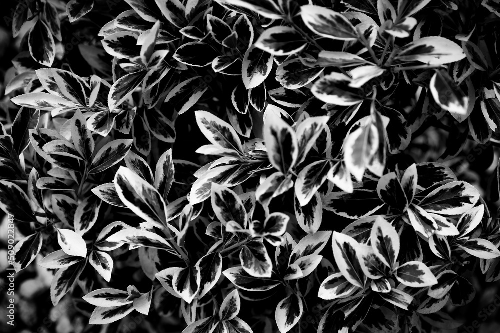 Dark minimalistic leaves Dark minimalistic leaves