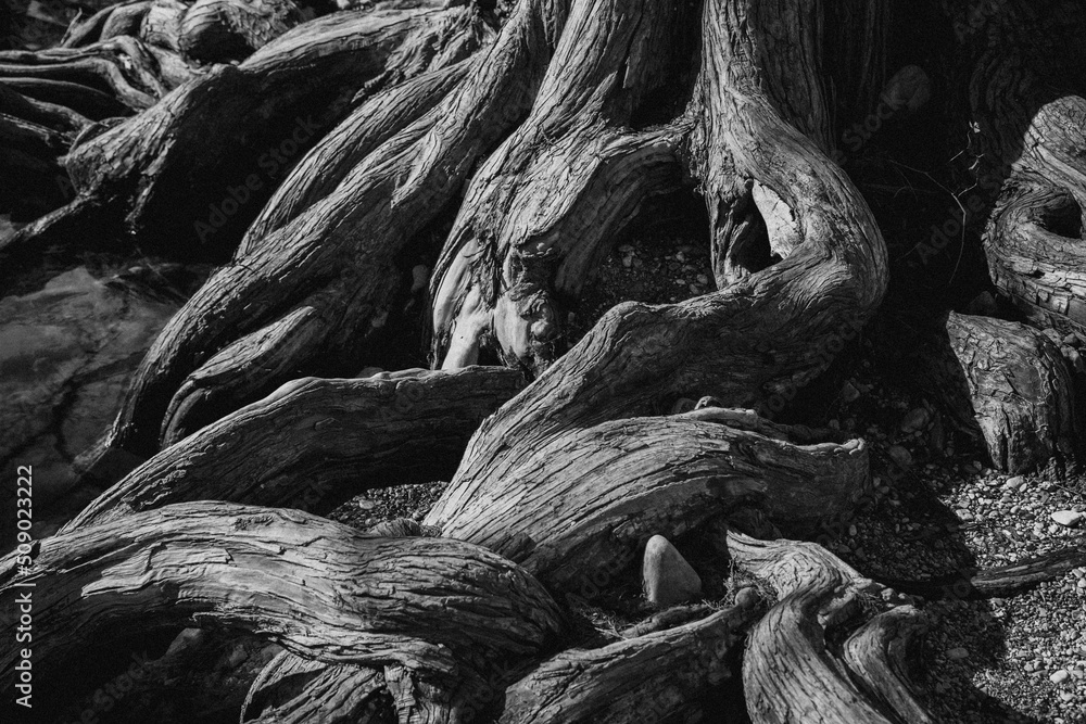 ancient tree with twisted roots