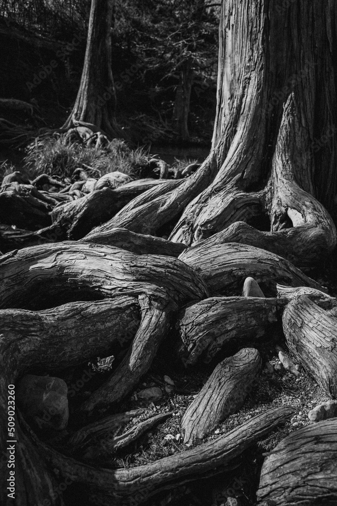 ancient tree with twisted roots ancient tree with twisted roots