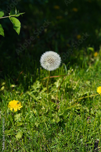 One round white dandelion grows among green grass and yellow flowers.