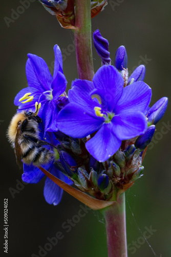 Wallpaper Mural Les fleurs du jardin Torontodigital.ca