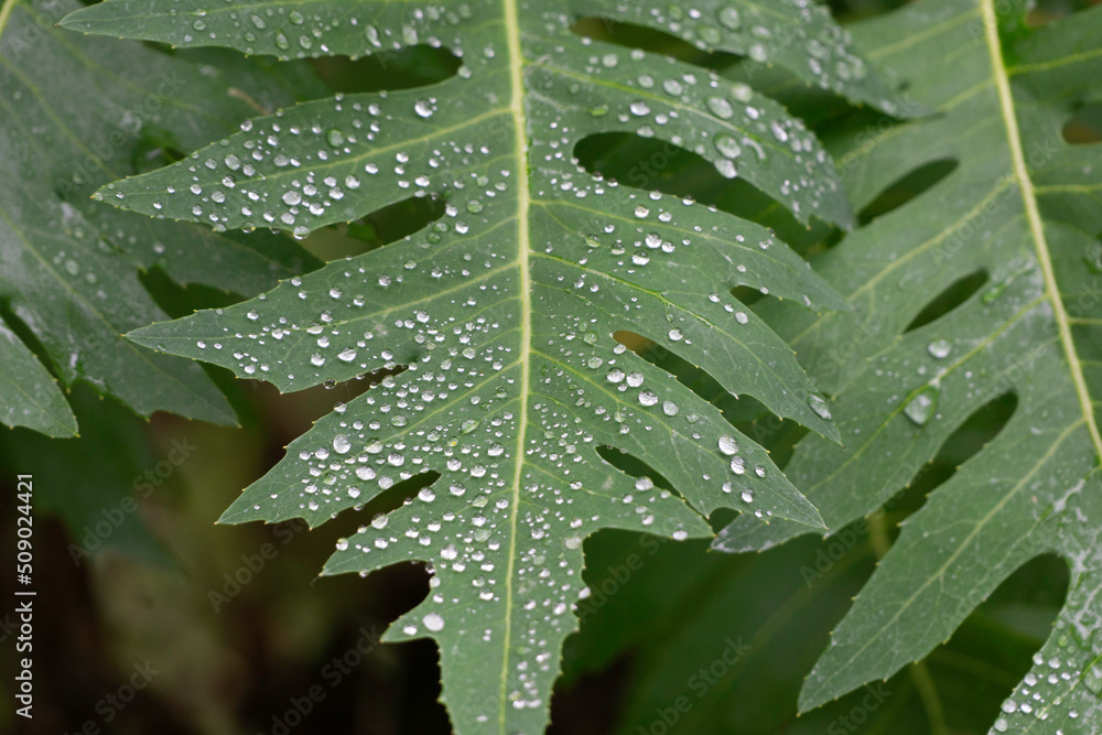 Les plantes du jardin Les plantes du jardin