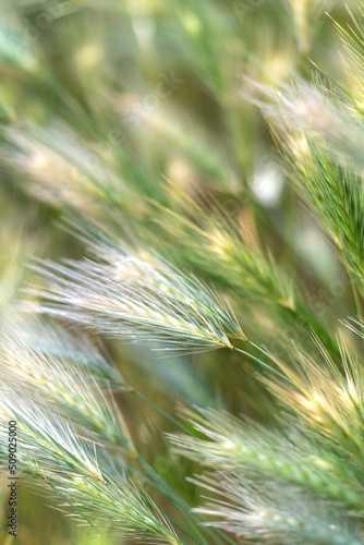 Closeup of ears of wild cereal crops at daylight sway in wind  selective soft focus. Summer landscape  blurred background. Sunlit decorative green grass. Low DOF