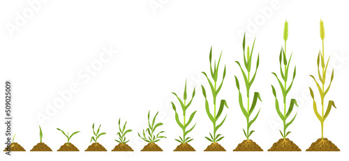 Stages wheat growth. Vector botanical illustration germination and ripening crops.