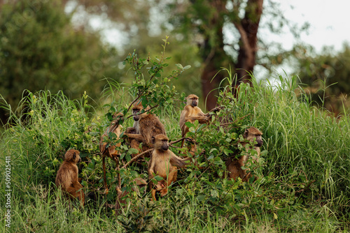 A group of monkeys are sitting on a bush. Tsavo National Park, Kenya. © Nataliya
