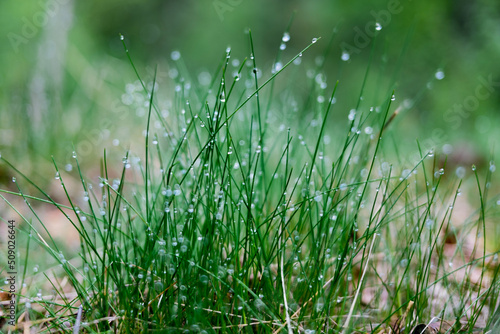dew on grass