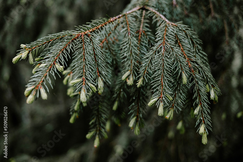 branches of a pine