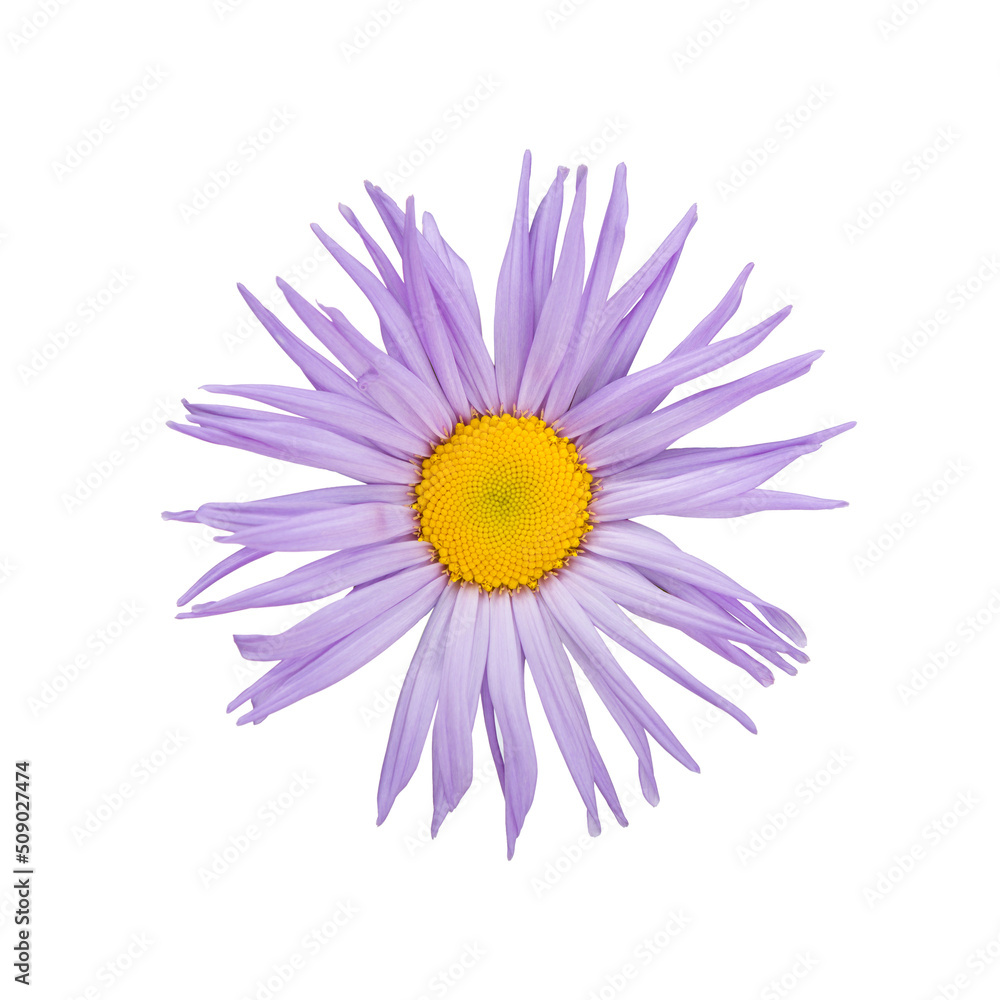 Aster flower isolated on white Aster flower isolated on white
