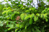 Young green shoots of spruce