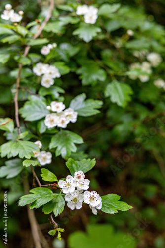 Close-up of white blossoms of a single-seeded common hawthorn
