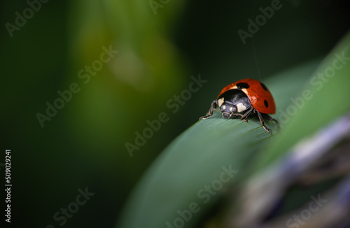 Nice close up shot of ladybug sitting on green grass with bokeh, macro collection, summer time insects and nature © Serhii