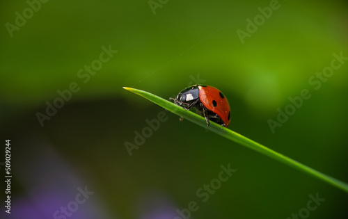 Nice close up shot of ladybug sitting on green grass with bokeh, macro collection, summer time insects and nature
