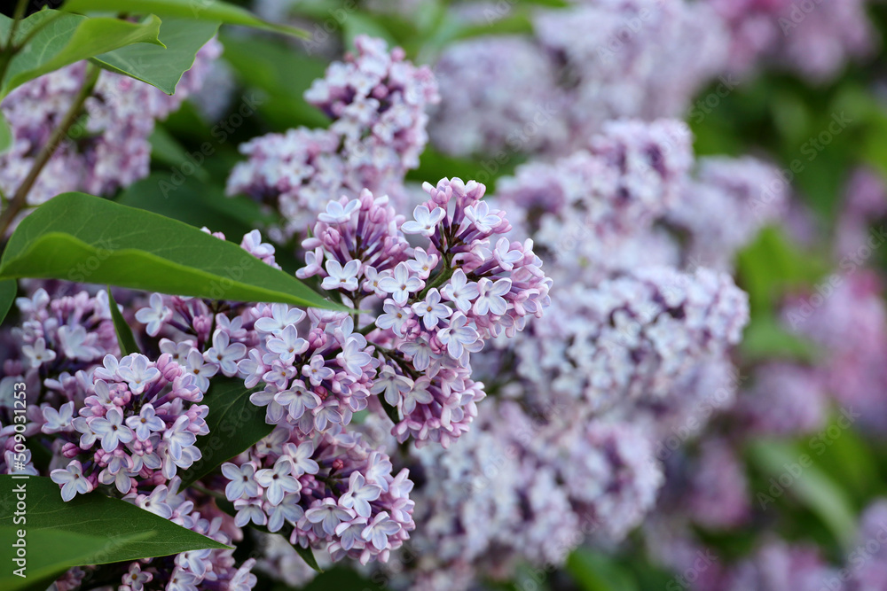 Lilac flowers closeup. Summer blossom and green leaves on blurred background Lilac flowers closeup. Summer blossom and green leaves on blurred background