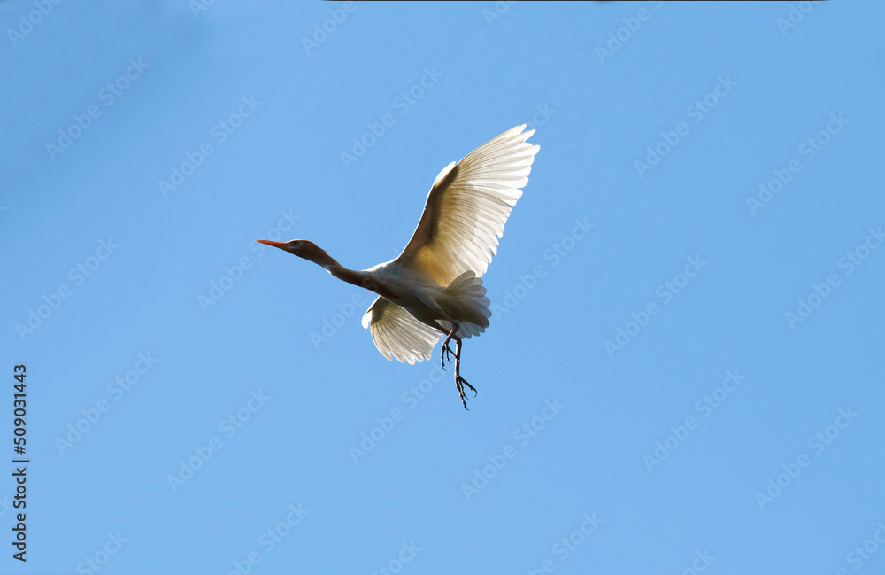 Obraz premium Cattle Egret (Bubulcus ibis)