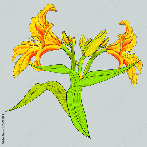 Vector Daylily flowers, buds and leaves. Floral digital art. Yellow summer garden flowers. Use printed materials, signs, items, websites, maps.