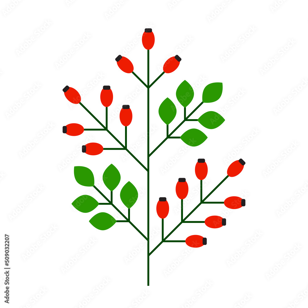 Dog rose, rosa canina, wild rose branch icon, color isolated on white background, vector illustration. Dog rose, rosa canina, wild rose branch icon, color isolated on white background, vector illustration.