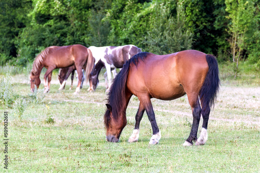 Horses eat grass at the edge of the forest Horses eat grass at the edge of the forest