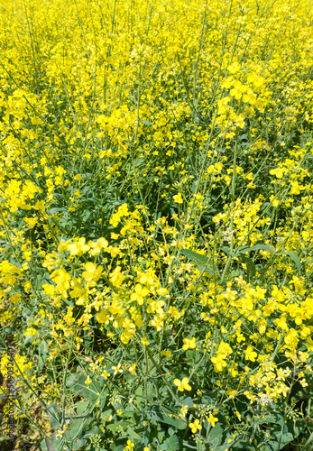 Agricultural crop rapeseed. Yellow fields and seedlings