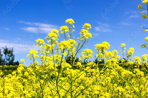 Many yellow small flowers in a field against a blue sky