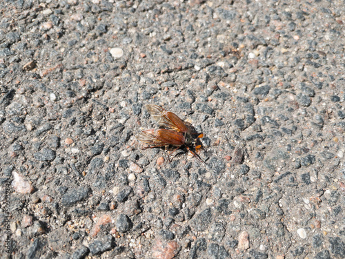 Cockchafer. May bug with spread wings on the asphalt close up. Ultrawide macro shot.