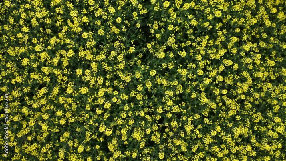 Video recording from a rapeseed field drone. 4K bird's-eye view of rapeseed on a summer day. The slow movement of the camera on the agricultural field of rapeseed Video recording from a rapeseed field drone. 4K bird's-eye view of rapeseed on a summer day. The slow movement of the camera on the agricultural field of rapeseed