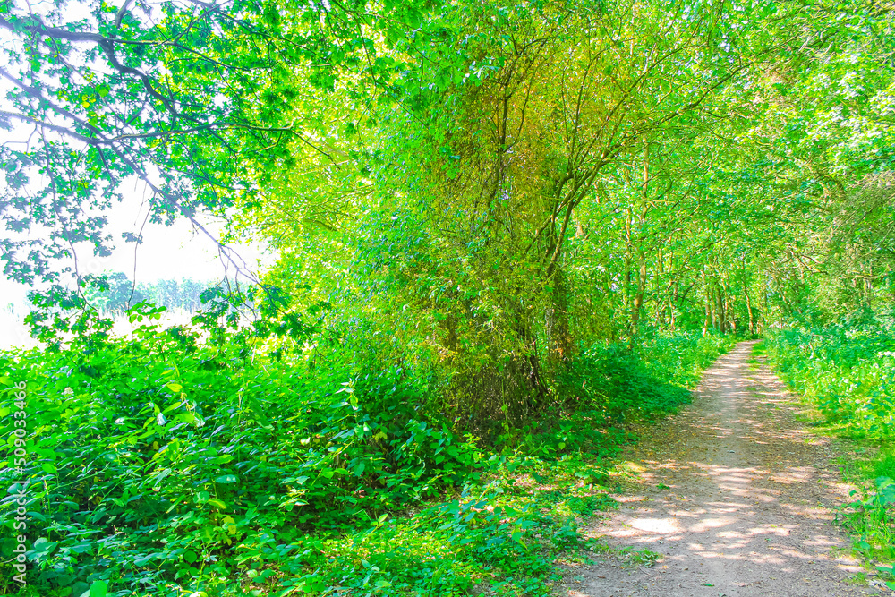 Obraz premium Natural panorama view with pathway green plants trees forest Germany.