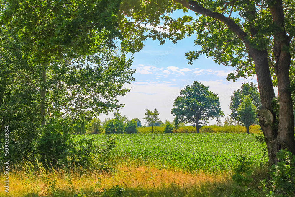 Natural panorama view with pathway green plants trees forest Germany. Natural panorama view with pathway green plants trees forest Germany.